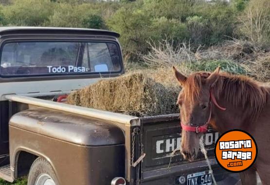 Camionetas - Chevrolet C 10 2024 Nafta 1Km - En Venta