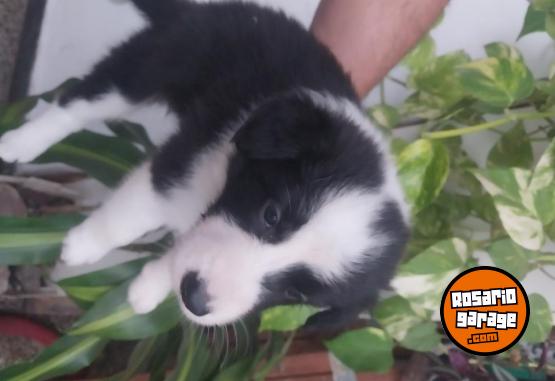 Otros - Border collie - En Venta