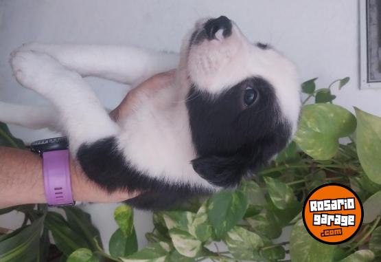 Otros - Border collie - En Venta