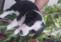 Otros - Border collie - En Venta