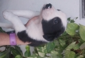 Otros - Border collie - En Venta