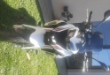 Motos - Benelli TRK 251 2023 Nafta 5500Km - En Venta